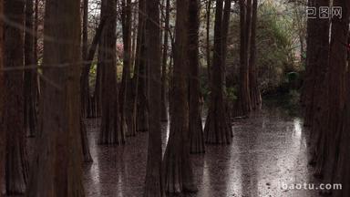 落羽杉湿地公园实拍4k